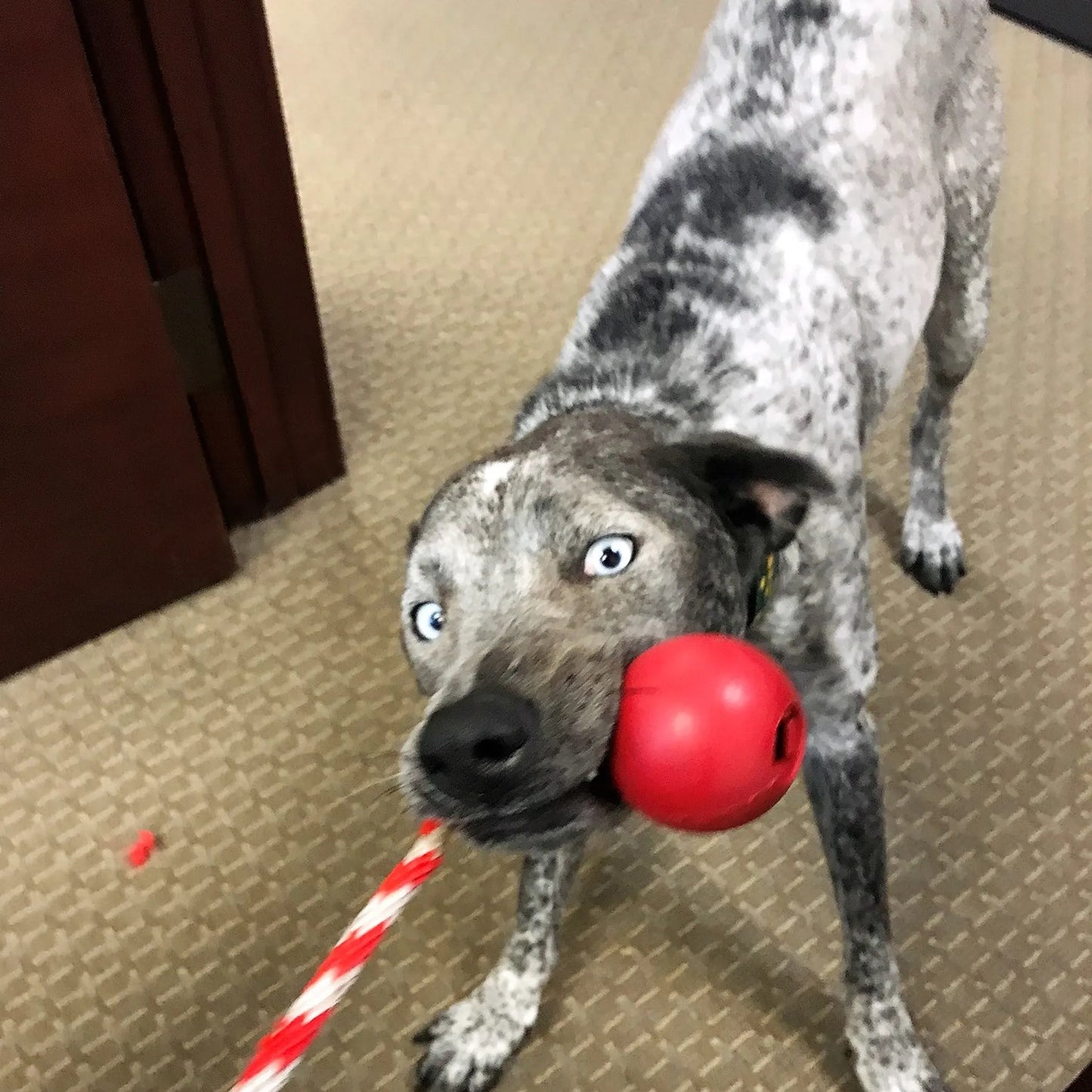 Cherry Bomb Durable Rubber Chew Toy