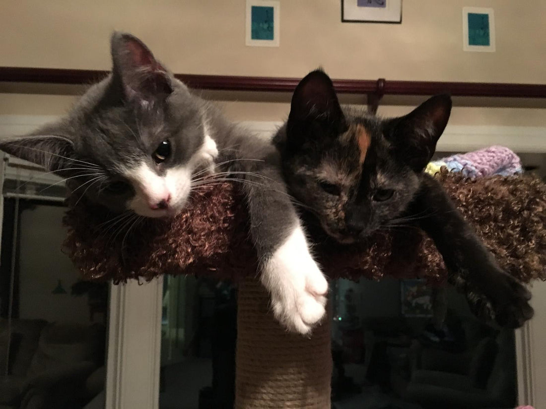 🐾 5 Easy Tips to Keep Your Cat Happy & Healthy 🐾