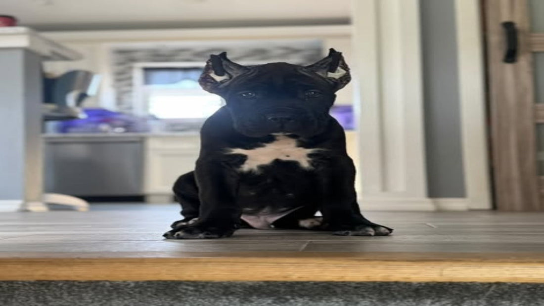 🐾Puppy Training Basics🐾