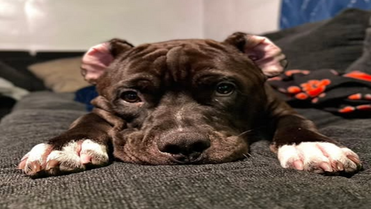 🐕 Decoding Dog Behavior: What Your Dog Is Really Trying to Tell You 🐾