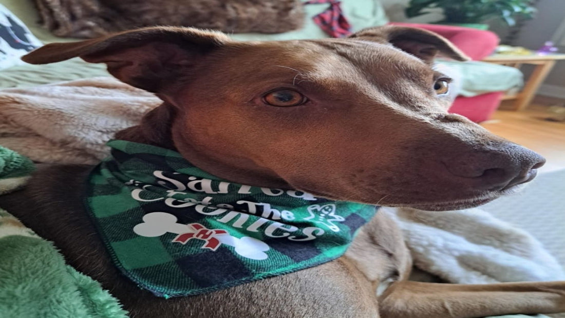 🐾 Steps for Adopting a Shelter Animal & Finding the Right Fit for You ❤️