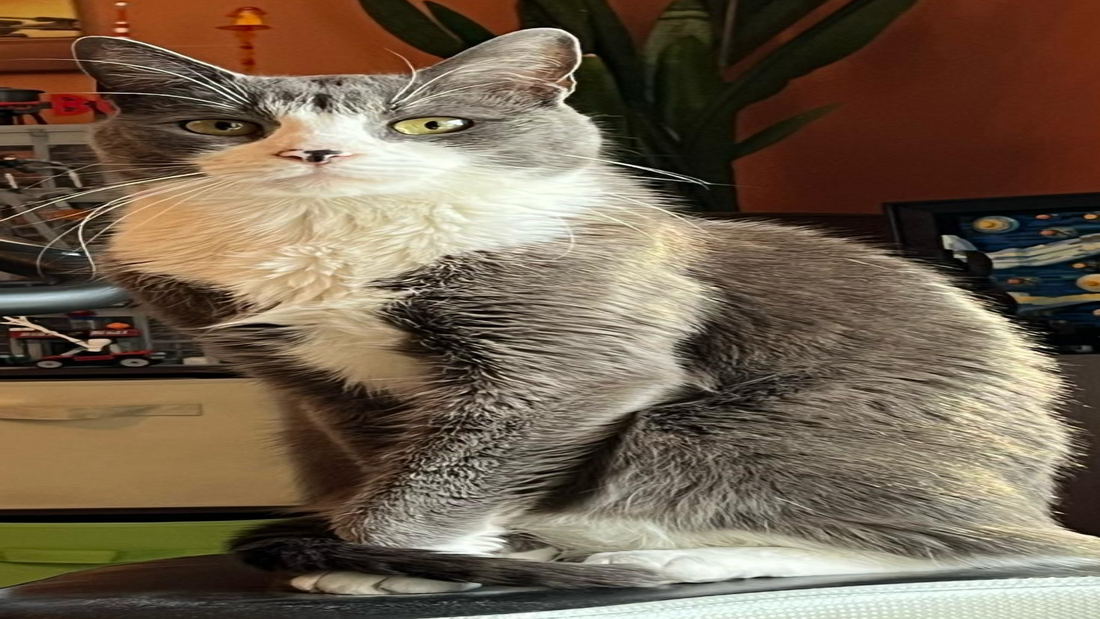 🐾 Decoding Cat Behavior: What Your Cat Is Really Trying to Tell You 🐾