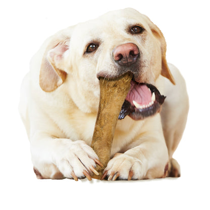 Nylabone Healthy Edibles AllNatural Long Lasting Chicken Dog Chew Treats Chicken, XL/Souper  50 Lbs. 1 ct