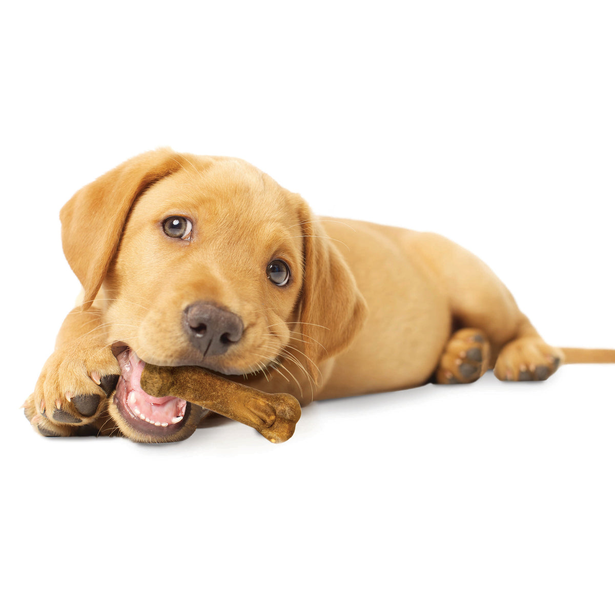 Nylabone Healthy Edibles Puppy AnimalShaped Lamb  Apple Dog Chew Treats Lamb  Apple, XS/Petite  Up To 15 Lbs. 4 ct