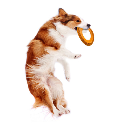 Nylabone Power Play Super Flyer Gripz Disc for Dogs 1ea