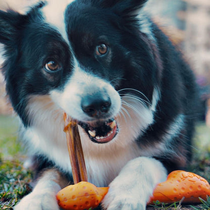 Tall Tails Dog Goat Bone Orange 9 Inch Default Title