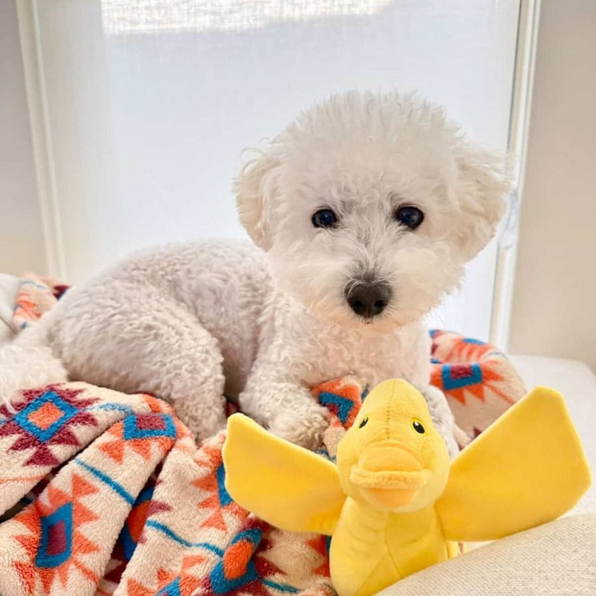 Territory Dog Plush Animated Duck 7.9 Inches