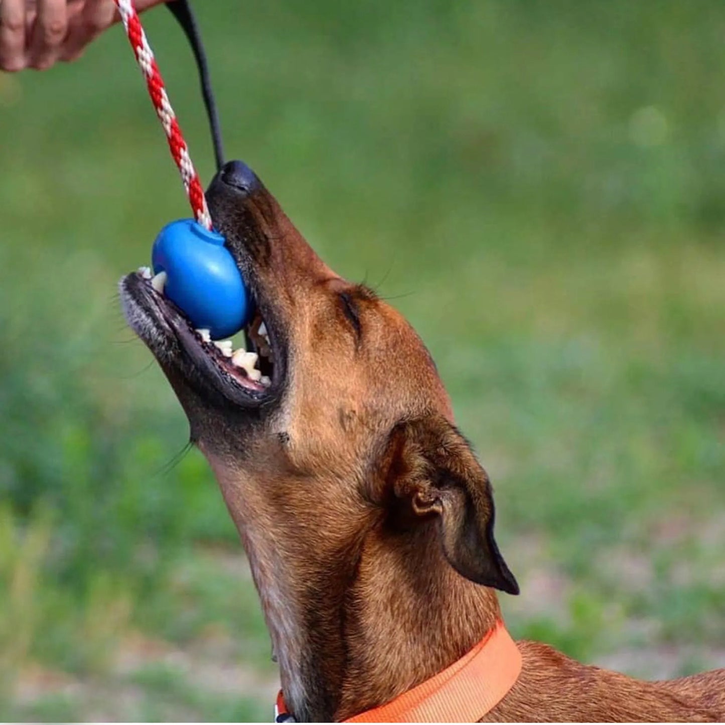 Cherry Bomb Durable Rubber Chew Toy