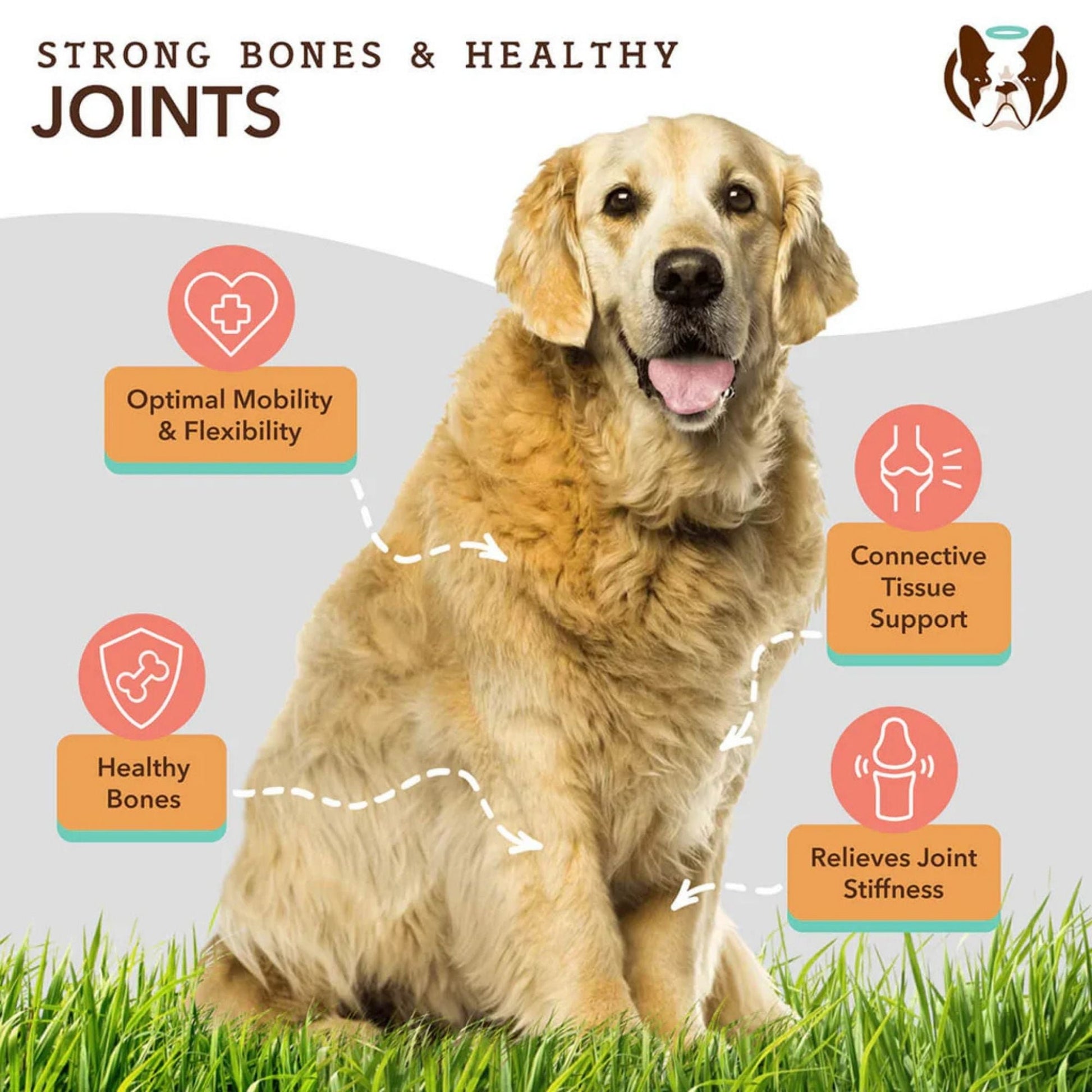 Natural Dog Company Dog Hip & Joint / Glucosamine Oil 16oz.
