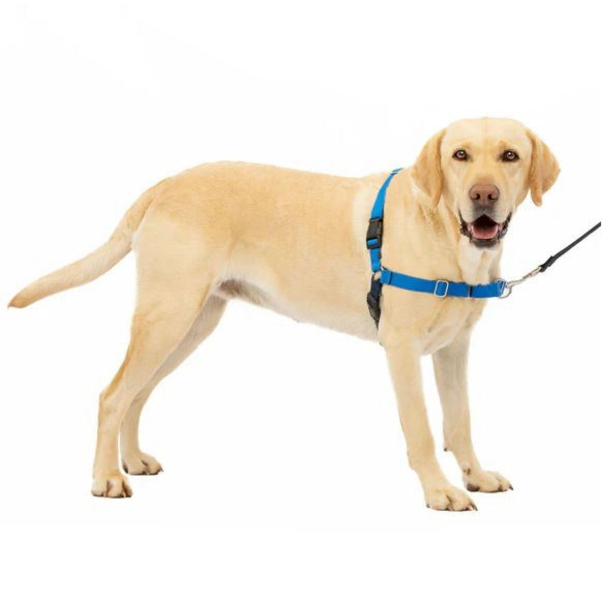 Petsafe Dog Easy Walk Harness Blue Large