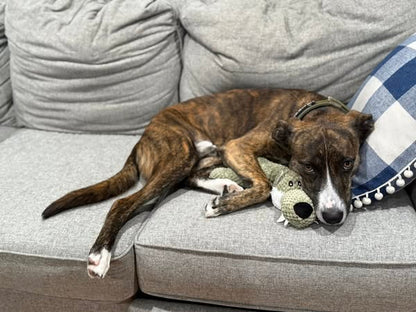 Squeaky Animal Plush Toys