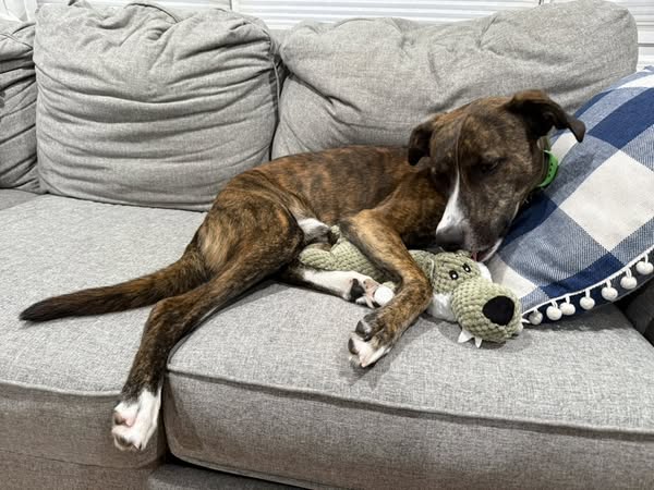 Squeaky Animal Plush Toys