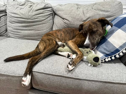 Squeaky Animal Plush Toys