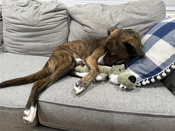 Squeaky Animal Plush Toys