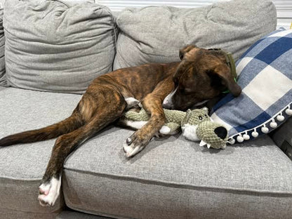 Squeaky Animal Plush Toys