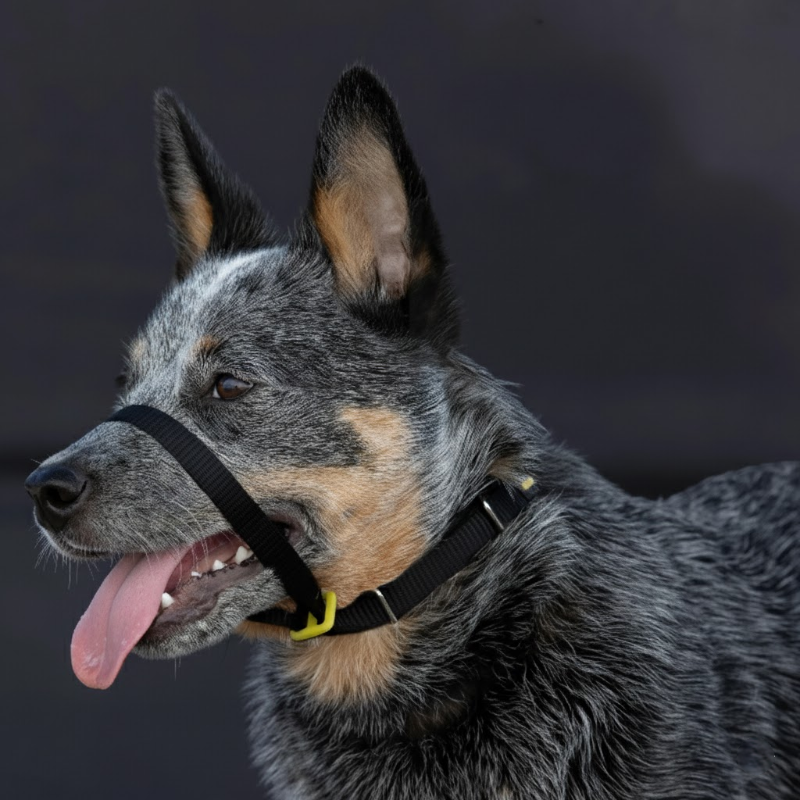 No-Pull Dog Head Collar