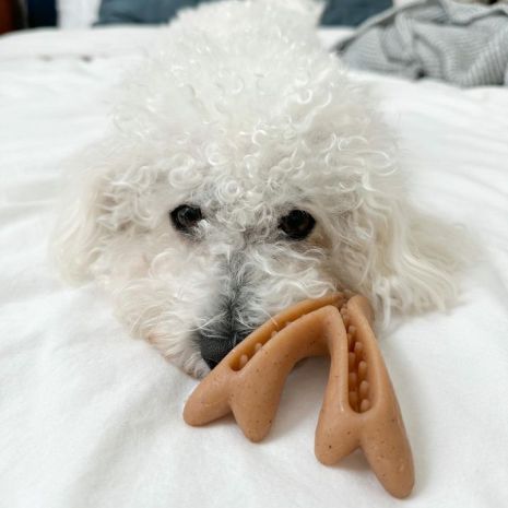 Tall Tails Dog Enrichment Antler & Acorn 12 Inches