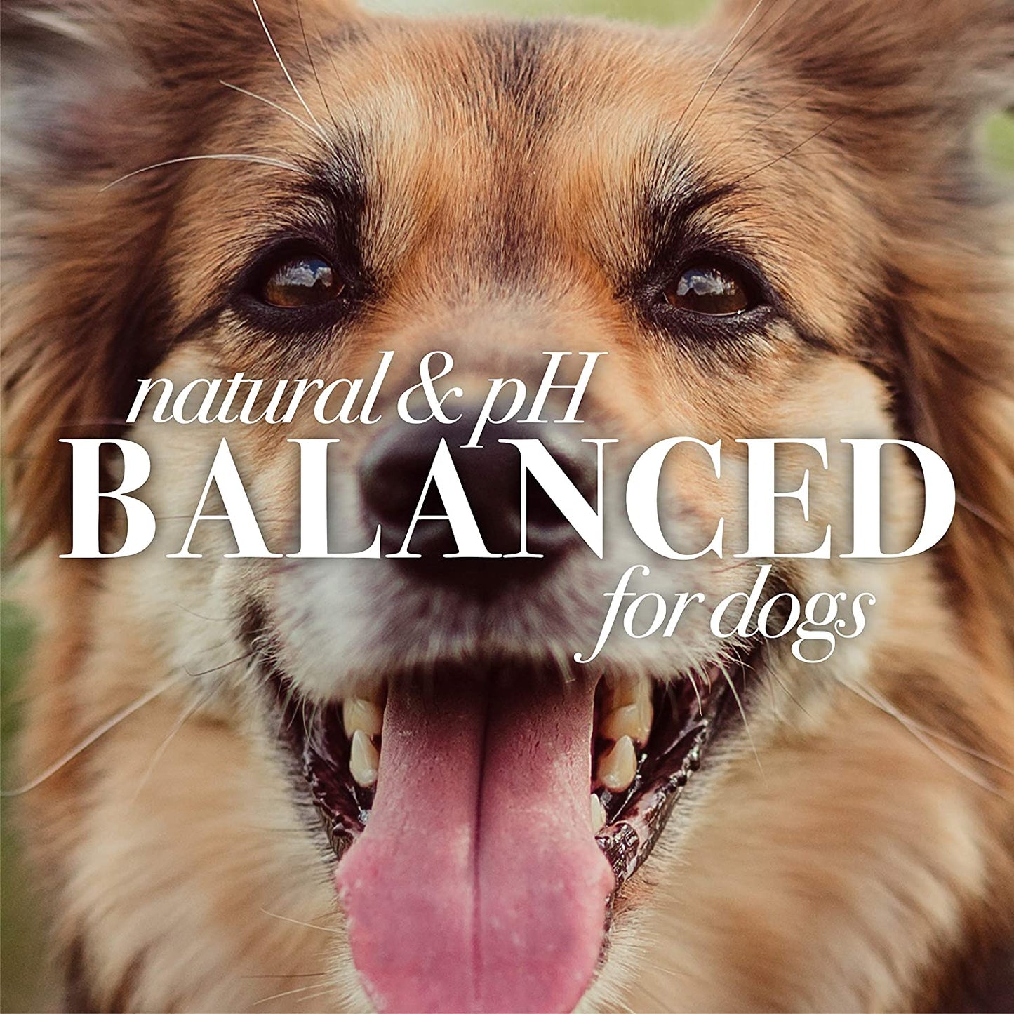 Naturally Derived Deodorizing Dog Shampoo with Apple & Rosemary - Dog Shampoo for Odors - Cruelty Free, Formulated without Sulfates and Parabens, Made in USA, 16 Oz - 2 Pack