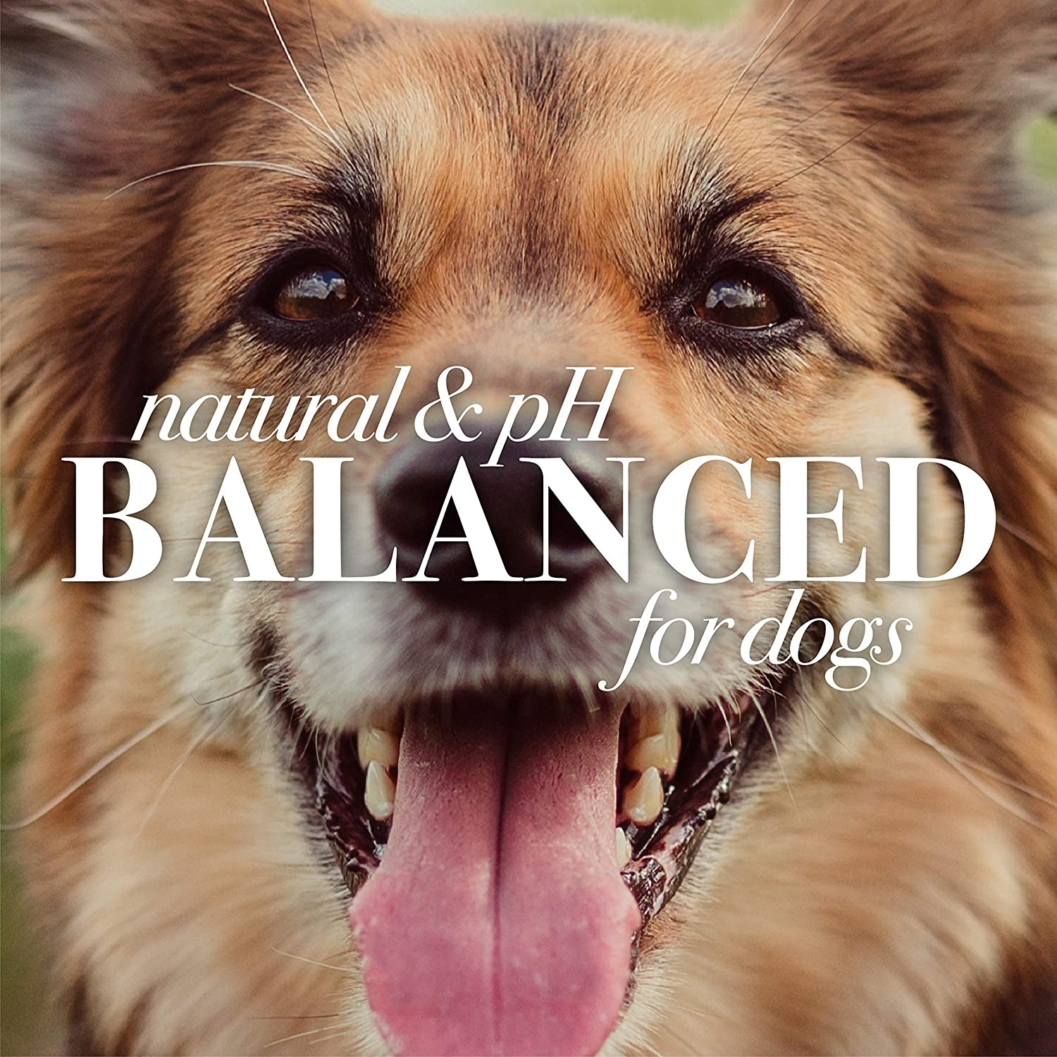 Naturally Derived Deodorizing Dog Shampoo with Apple & Rosemary - Dog Shampoo for Odors - Cruelty Free, Formulated without Sulfates and Parabens, Made in USA, 16 Oz - 2 Pack