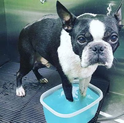 Deep Cleaning Paw Fizz